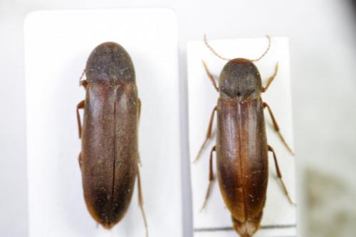 Réf. 82 113 : Phloiotrya tenuis