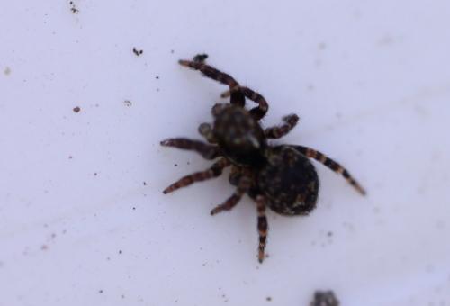 Pseudeuophrys erratica