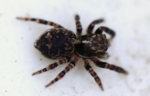 Pseudeuophrys erratica