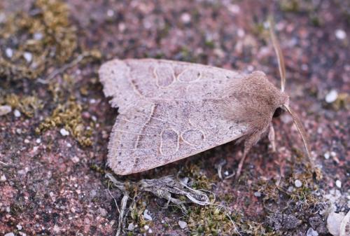Orthosia cerasi