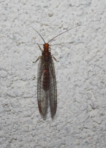 Réf. 82 889 : Nothochrysa capitata