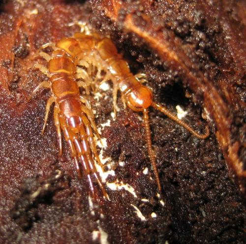 Réf. 82 436 : Lithobius melanops