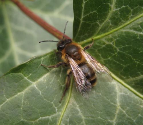 Andrena scotica