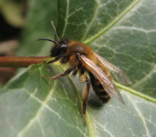 Andrena scotica