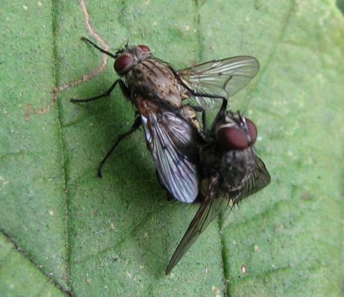 Helina sp.
