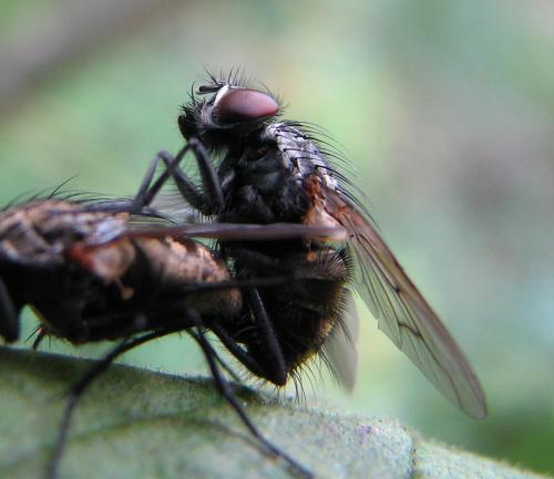 Helina sp.