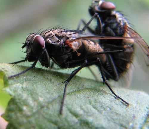 Helina sp.