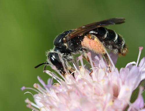 Andrena hattorfiana