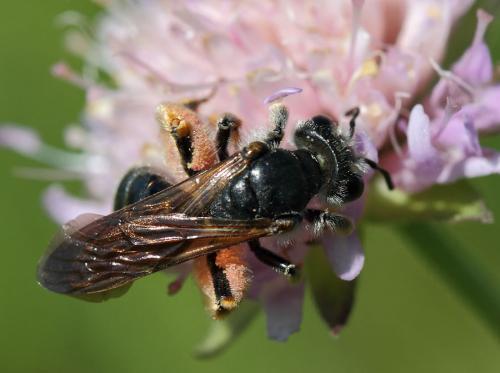 Réf. 82 244 : Andrena hattorfiana