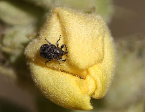 Réf. 82 271 : Rhinusa sp.