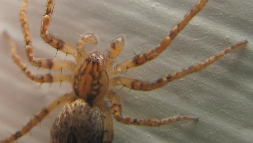 Réf. 82 735 : Anyphaena accentuata