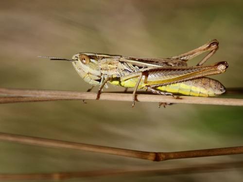 Euchorthippus declivus
