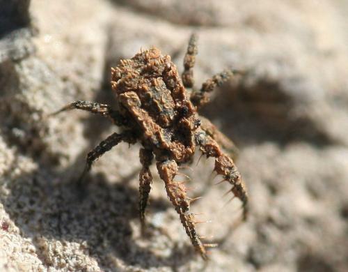 Réf. 82 940 : Allocaeculus catalanus