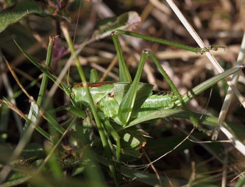 Tettigonia viridissima