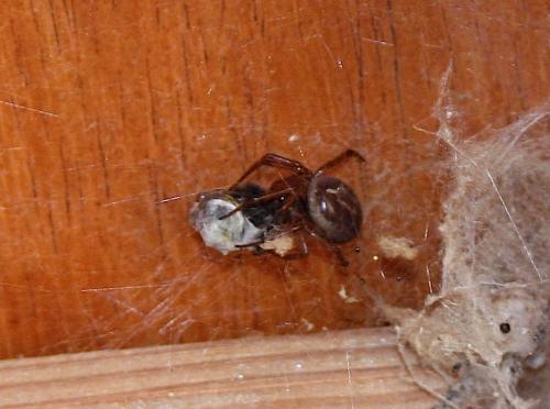 Réf. 82 641 : Steatoda nobilis