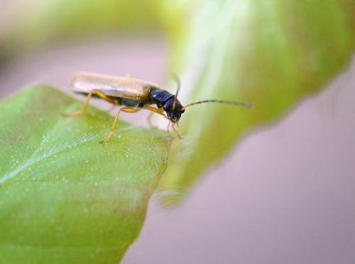 Rhagonycha lignosa