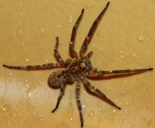 Zoropsis spinimana