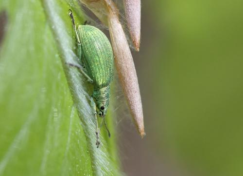 Polydrusus planifrons
