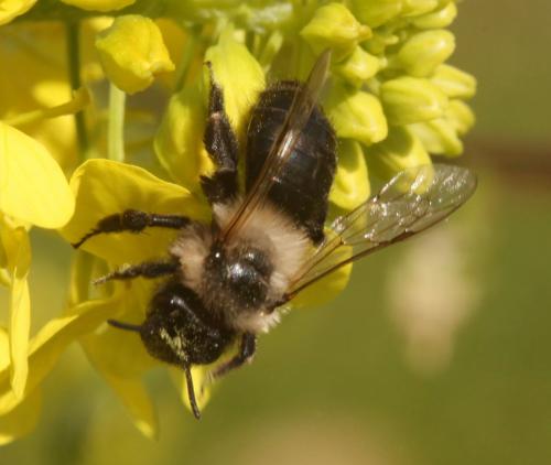 Andrena bicolorata