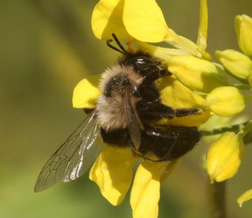 Andrena bicolorata