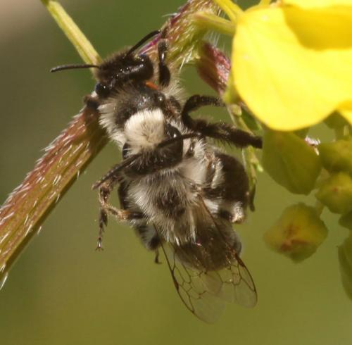 Andrena bicolorata