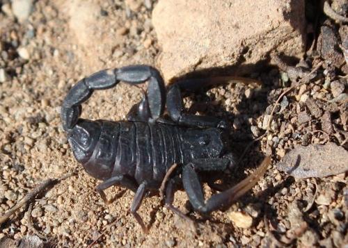Réf. 82 433 : Hottentotta franzwerneri