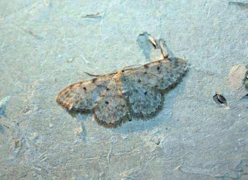 Réf. 82 584 : Idaea sp.