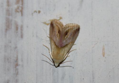 Réf. 82 601 : Eublemma cochylioides