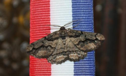 Menophra japygiaria