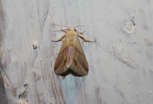 Réf. 82 548 : Eublemma cochylioides
