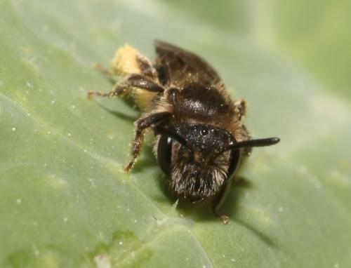 Réf. 82 964 : Andrena sp.