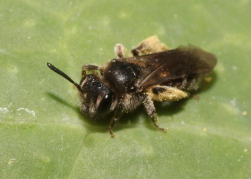 Réf. 82 965 : Andrena sp.