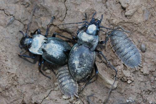 Carabus lusitanicus latus