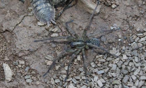 Tegenaria sp.