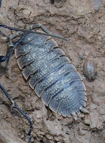 Réf. 82 537 : Porcellio sp.