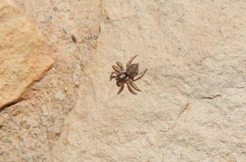 Menemerus semilimbatus