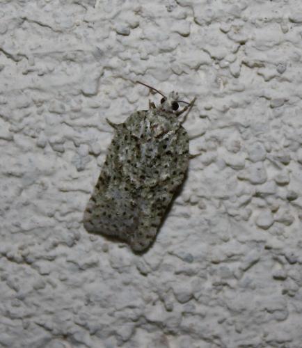 Acleris literana