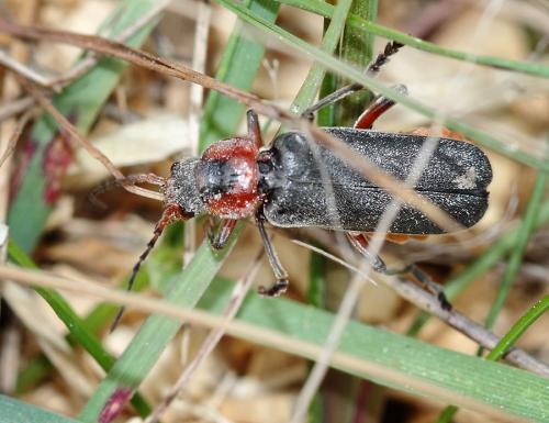 Cantharis rustica