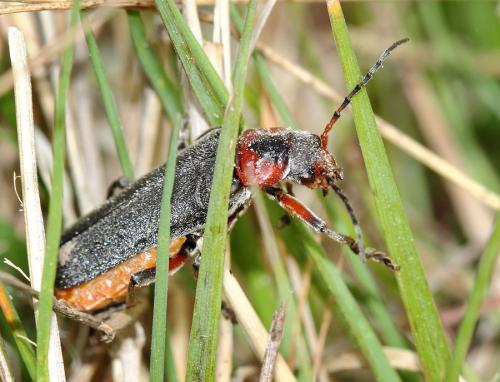 Cantharis rustica