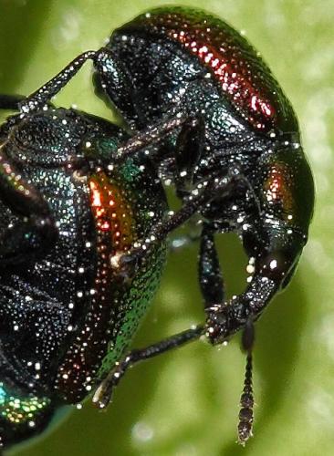 Byctiscus populi