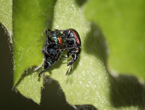 Réf. 82 172 : Byctiscus populi