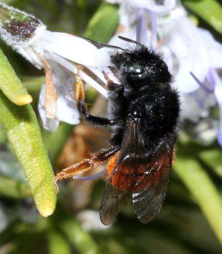 Osmia bicolor