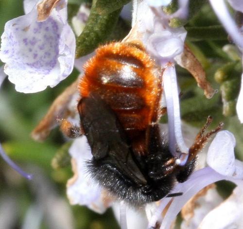 Osmia bicolor