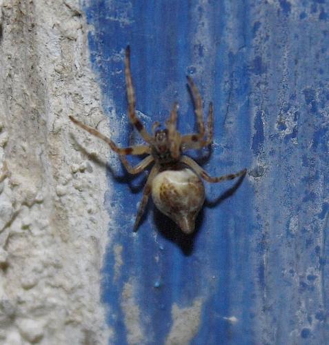 Réf. 82 783 : Cyclosa sp.
