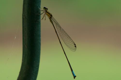 Réf. 82 434 : Acanthagrion ascendens