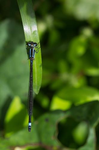 Enallagma coecum