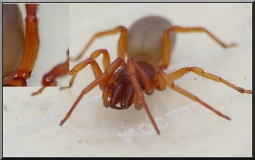 Réf. 82 543 : Dysdera sp.