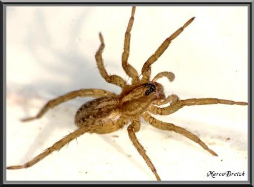 Trochosa sp.
