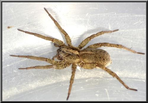 Trochosa sp.