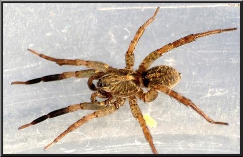 Réf. 82 629 : Trochosa ruricola
